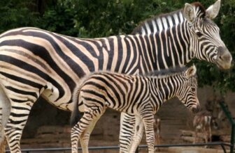 billet zoo barcelone promo pas cher