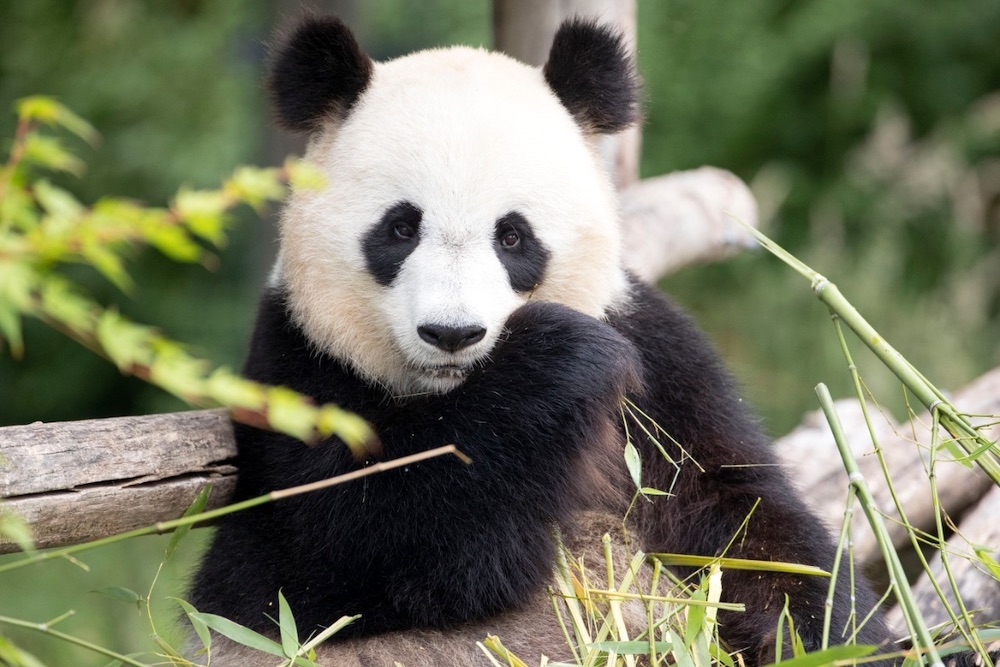 Code Promo Zoo de Beauval : billet pas cher tous les jours !