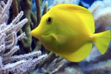 promo aquarium sea life