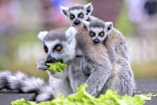 code promo zoo parc Thoiry