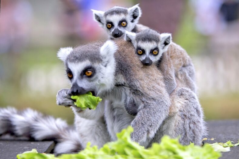 Code promo Zoo de Thoiry billet moins cher, valide2024