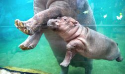 billet gratuit anniversaire zoo beauval