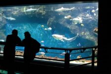 promo aquarium de lyon