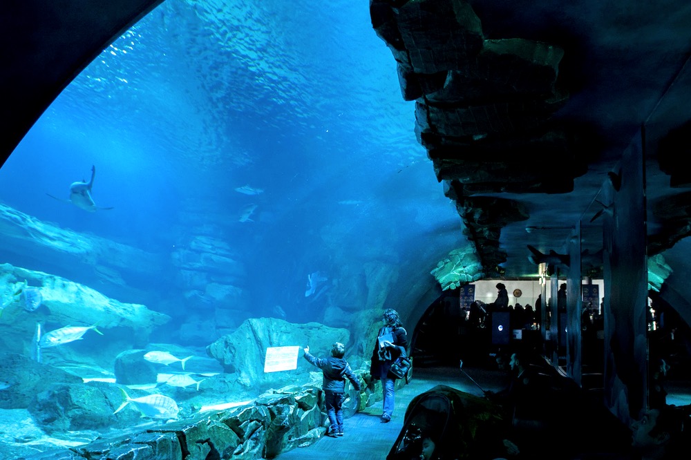 Code promo Aquarium de Paris : réduction, billet moins cher (avec expo Simon Superlapin)