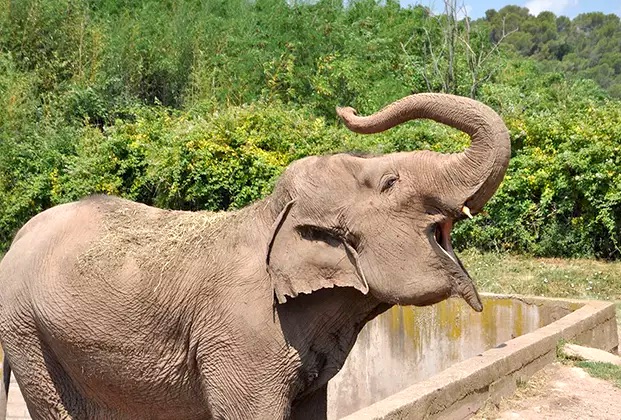 Zoo de Fréjus : promo -6€ sur les billets pour le parc animalier (et +)