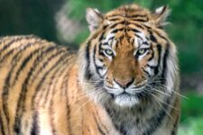 promo billet zoo des félins les 3 vallees