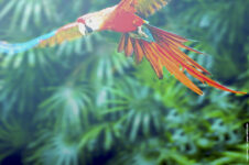 promo billet parrot world