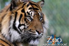 promo billet zoo la boissiere du dore en reduction