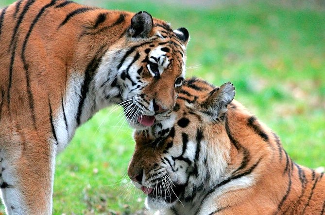 Zoo de Jurques pas cher : billets en promo flash