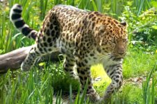 promo zoo des sables d'olonne