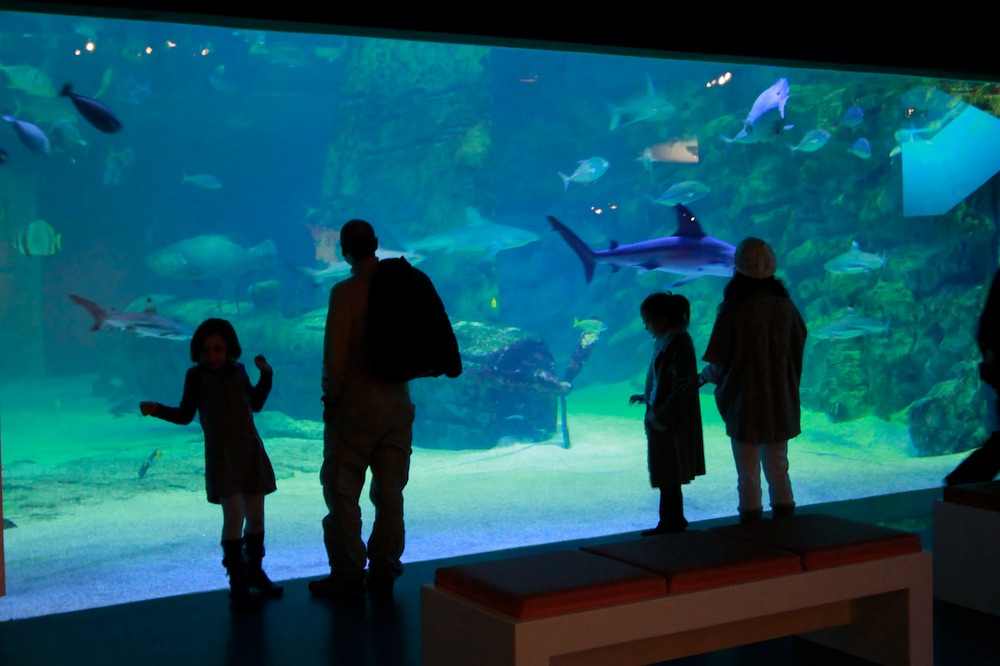 Seaquarium : Billet 4€ moins cher, vente flash aquarium du Grau du Roi