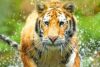 code promo reduction zoo de la barben