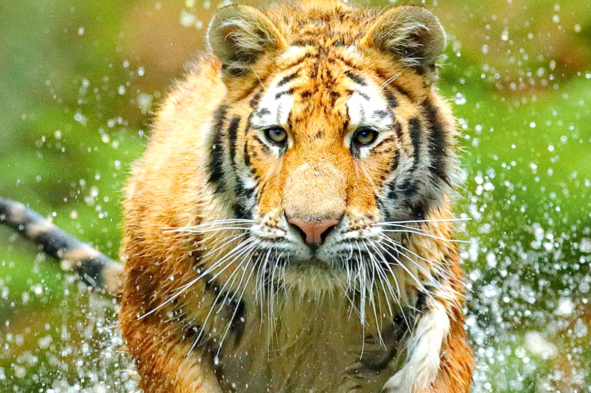 Billet Zoo de la Barben pas cher : promo -3€ sur la journée + offre famille