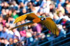 promo billet parc des oiseaux villard les dombes pas cher