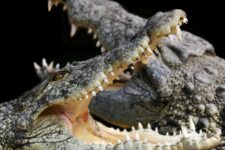 Code promo alligator bay