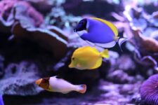 Aquarium d'Amneville tarif et billets pas cher