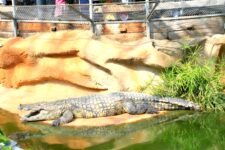 promo la ferme aux crocodiles
