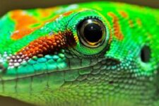 promo planet exotica royans