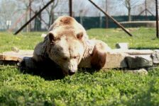 code promo parc animalier segala pradinas