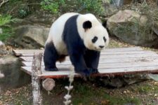 Promo vente flash séjour Zoo d eBeauval hotel les pagodes de Beauval