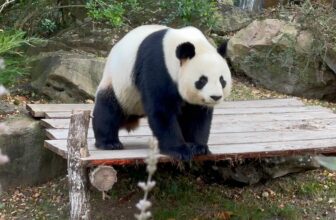Promo vente flash séjour Zoo d eBeauval hotel les pagodes de Beauval