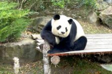 Nuit hotel zoo beauval les pagodes pas cher en vente privée
