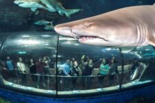 code promo aquarium barcelone pas cher