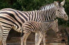 billet zoo barcelone promo pas cher