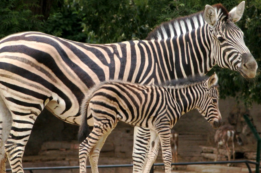 Code promo Zoo de Barcelone : réduction sur le billet adulte et enfant !