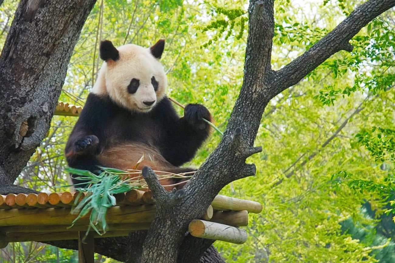 Code promo zoo aquarium de Madrid : réduction immédiate sur le billet coupe-file !