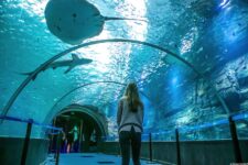 vente billet aquarium nausicaa boulogne sur mer en reduction