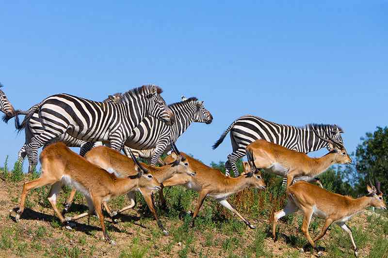 Code promo Safari de Peaugres : billet moins cher !