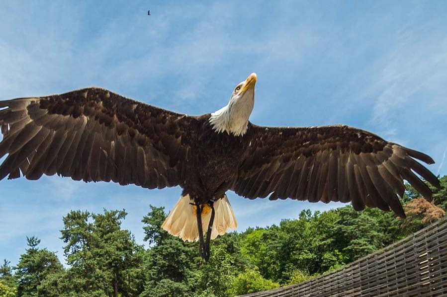 Parc de Courzieu : promo billet zoo moins cher (près de Lyon, Grenoble, Mâcon)
