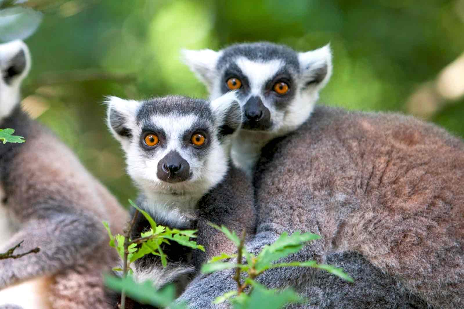 Safari Peaugres : -8€ en vente privée (billet Safari, Zoo et Illuminations Lumières Sauvage inclus)