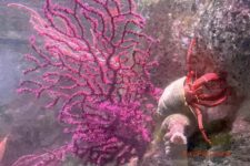 promo aquarium de Lisbonne