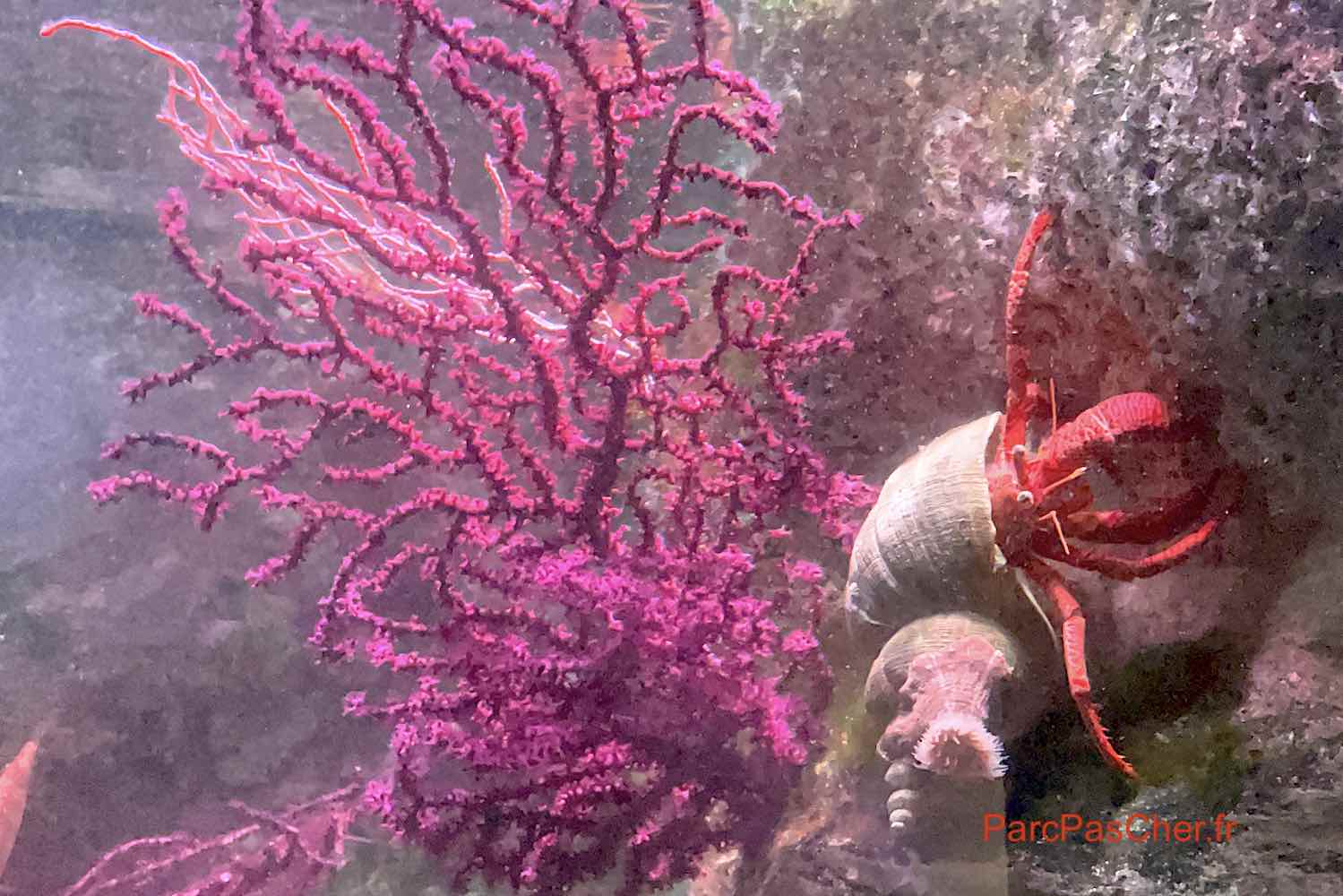 Aquarium de Lisbonne : code promo réduction sur le billet Océanarium