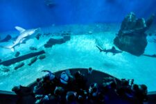 promo aquarium de genes pas cher