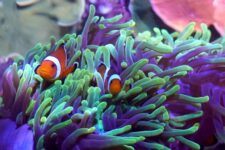 promo aquarium de Séville pas cher