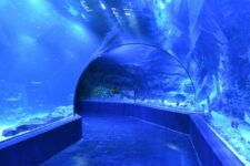 promo aquarium atlantis madrid