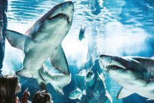 promo aquarium cattolica près de Rimini en Italie