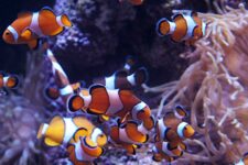 promo aquarium de Gijon