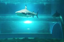 promo aquarium de Lanzarote