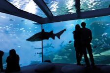 promo aquarium palma de Majorque