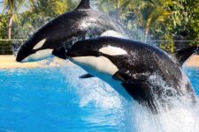 promo zoo Loro Parque Tenerife