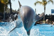 promo billet mundomar benidorm pas cher