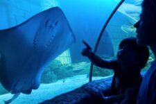 promo SEA life Porto billet pas cher