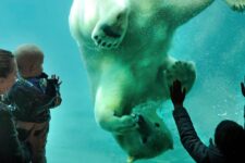 promo zoo de Rotterdam moins cher