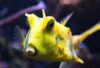 promo aquarium Oniria pas cher