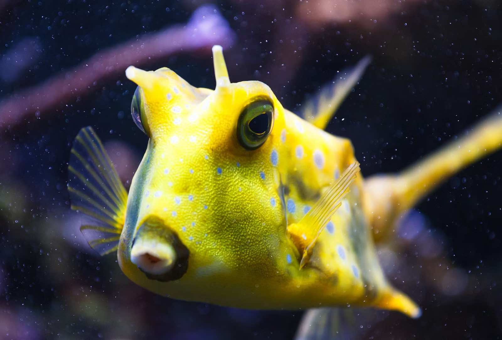 Code promo aquarium du Canet : réduction billet Oniria (Perpignan)