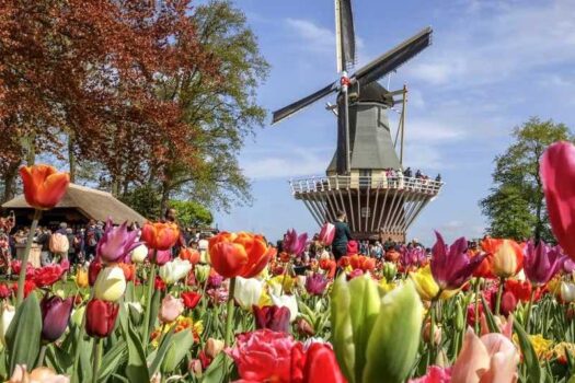 réduction festival des tulipes Keukenhof pas cher